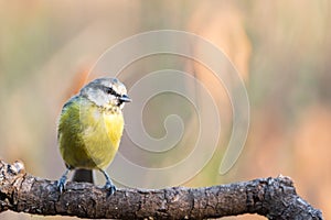 Yong Eurasian Blue Tit Cyanistes caeruleus on branch with copy photo
