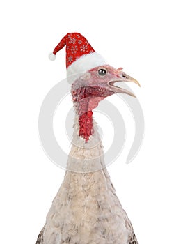Yong female turkey  in santa claus hat isolated on white