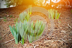 Yong growing plants on soil with sunlight