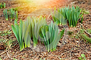 Yong growing plants on soil with sunlight