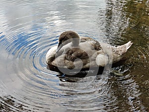 Yong kid water swan