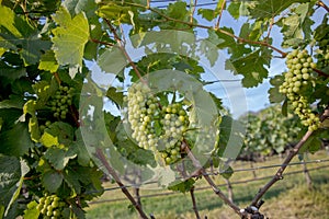 Yong and Ripe grapes on vine at wineyard before harvesting