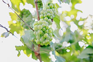 Yong and Ripe grapes on vine at wineyard before harvesting