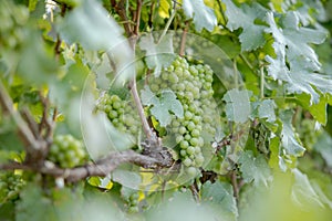 Yong and Ripe grapes on vine at wineyard before harvesting