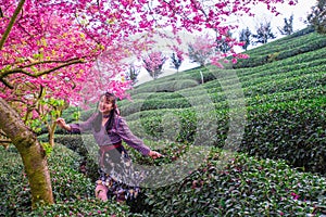 Yongfu Cherry Blossom Tea Garden