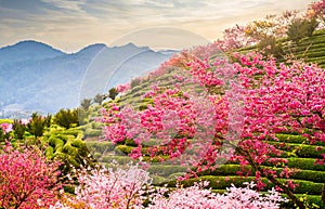 Yongfu tea garden full of cherry blossoms in spring