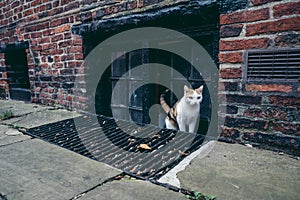 Beautiful little stray cat coming out throu the basement window photo