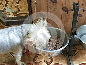 York shire breed dog eating food in his stainless steel bowl