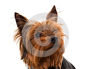 Yorkie