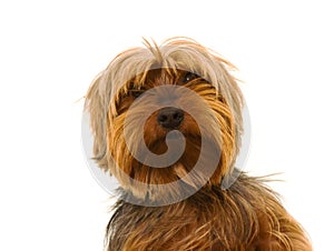 Yorkie