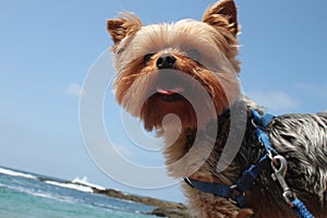 Yorkie photo