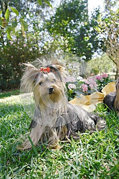 Yorkie adult flowers 4