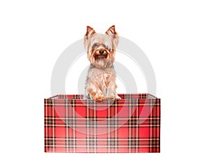 Yorkie as a gift