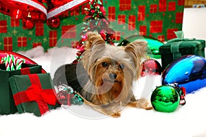 Yorkie Christmas photo