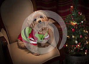 Yorkie Christmas Dog