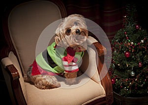 Yorkie Christmas Dog and Tree