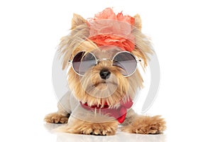 Yorkie dog with badass attitude is wearing sunglasses