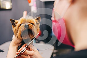 Yorkie dog haircut. A groomer trims a dog& x27;s coat.