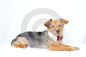 Yorkie dog in lying position with tie