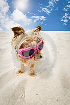Yorkie dog with pink goggles on the sand with blue sky clouds and sun