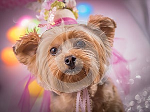 Yorkie Dog wearing flowered top hat