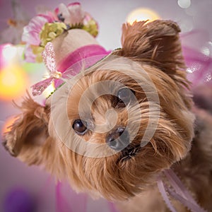 Yorkie Dog wearing flowered top hat