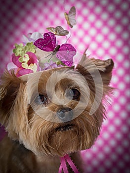 Yorkie Dog wearing flowered top hat