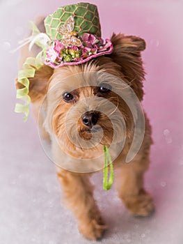 Yorkie Dog wearing flowered top hat