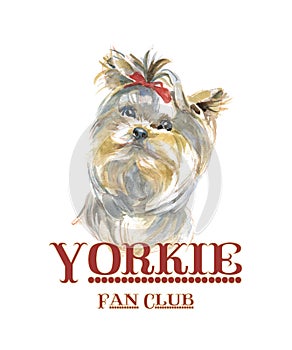 Yorkie fan club dog