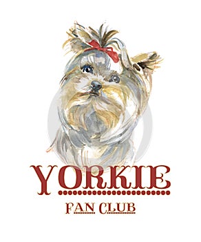 Yorkie fan club Yorkshire terrier dog