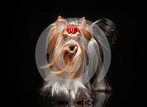 Yorkie female dog on black background