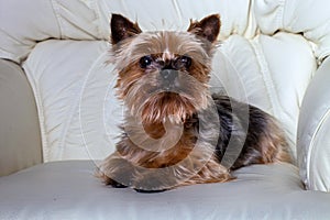 Yorkie lying on a white chair