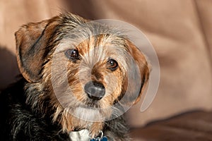 Yorkie Mix Dog