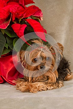 Yorkie by Poinsettia