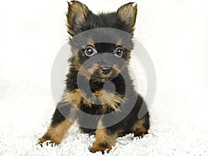 Yorkie - Pom Puppy