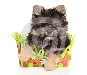 Yorkie-Pomeranian puppy sitting in basket