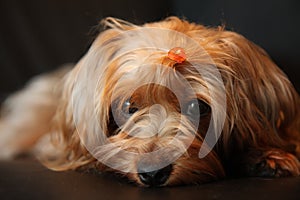 Yorkie poo cuteness photo