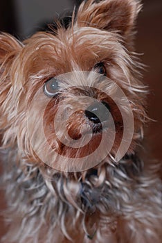 Yorkie Pup