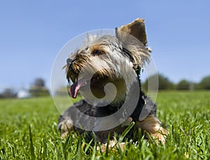 Yorkie puppy photo