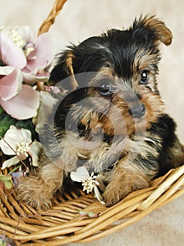 Yorkie Puppy