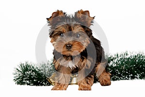 Yorkie puppy