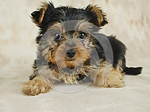 Yorkie Puppy photo