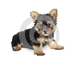 Yorkie Puppy