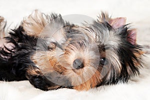 Yorkie puppy