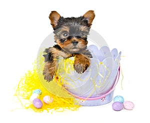 Yorkie Puppy in Easter Basket photo