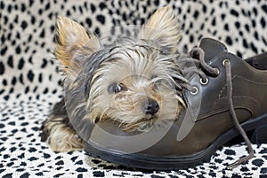 Yorkie Puppy lying on Shoe