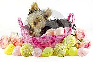 Yorkie Puppy in Pink Basket with Easter Eggs