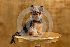 yorkie puppy sits on retro vintage table