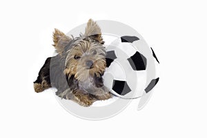 Yorkie Puppy with Soccer Ball