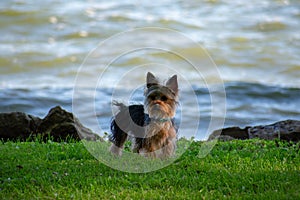 A Yorkie puppy at the waters edge